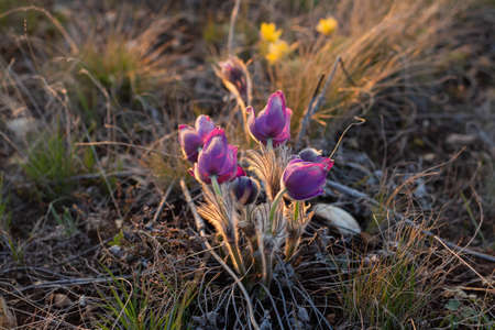 Beautiful Pulsatilla or pasque flower spring blossom close up