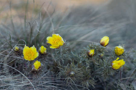 Medicinal herb Adonis vernalis, early spring flowers close up