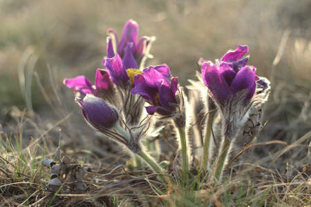 Beautiful Pulsatilla or pasque flower spring blossom close up