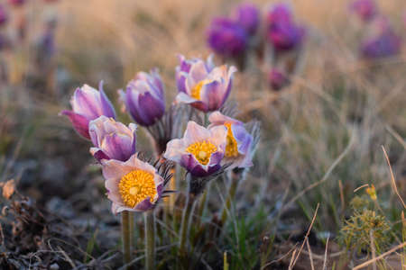 Beautiful Pulsatilla or pasque flower spring blossom close upの写真素材