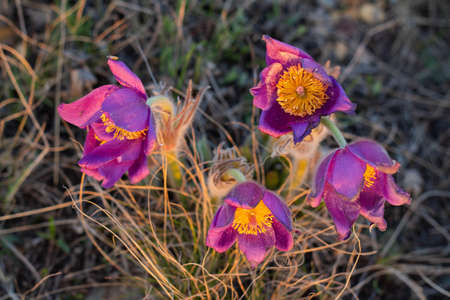 Beautiful Pulsatilla or pasque flower spring blossom close up