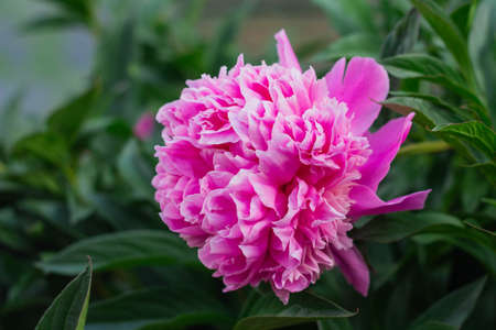 Pink flowers peonies flowering on background, pink peonies. Peonies garden.の写真素材