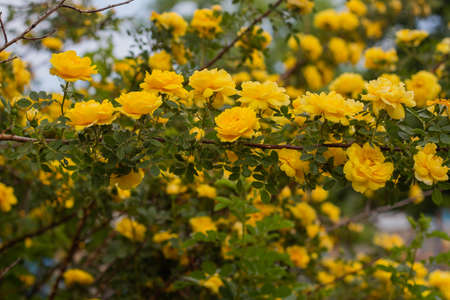 Beautiful yellow tea rose flowers on branches in the garden, close-upの写真素材