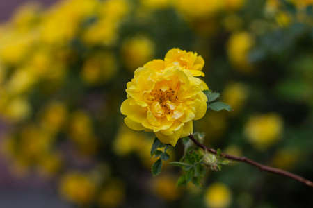 Beautiful yellow tea rose flowers on branches in the garden, close-up