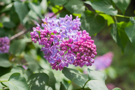 branches of blooming lilac, lilac flowersの写真素材