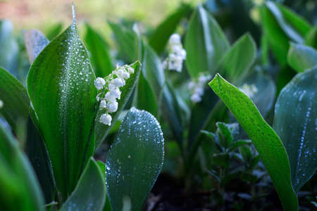 Beautiful white Lily of the valley flowers in the garden, spring, close-up