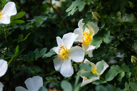 white beautiful flower wild rose on a background of leaves blooms in the garden, springtime,...