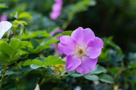 beautiful pink flower wild rose blossoms on the dog rose Bush, springtime, close-up