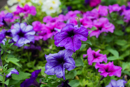 Mixed petunia flowers. Colorful blooming Petunia flowers (Petunia hybrida)の写真素材