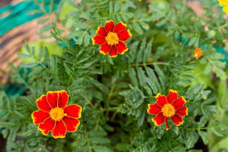 Tagetes patula. Fiery red Tagetes flower. Orange Tagetes Marigolds patula flower