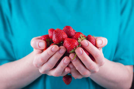 Women's hands hold a handful of fresh strawberriesの写真素材