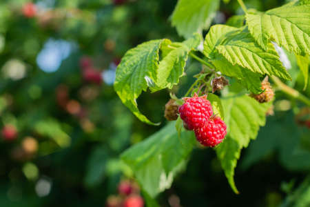 fresh raspberries on the branch, close up