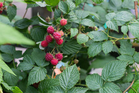 Red ripe raspberry bush in the garden