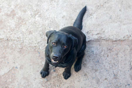 An adult black Labrador sits on the concrete and looks up, top view