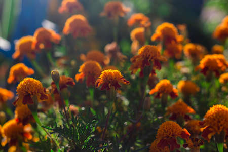 Close up of beautiful Marigold flower (Tagetes erecta, Mexican, Aztec or African marigold) in the gardenの写真素材