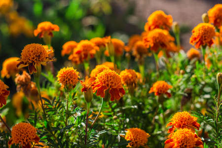 Close up of beautiful Marigold flower (Tagetes erecta, Mexican, Aztec or African marigold) in the gardenの写真素材
