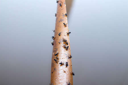 Sticky flypaper with glued flies, trap for flies, copyspace, close up
