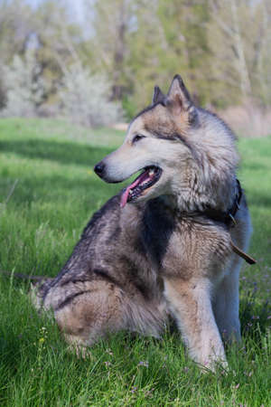 Alaskan Malamute walks in nature on green grass