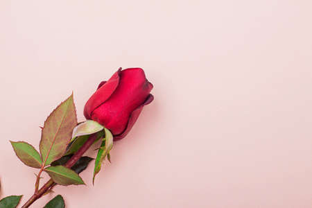 One beautiful red rose lies on a light pink background, copy space, postcards conceptの写真素材