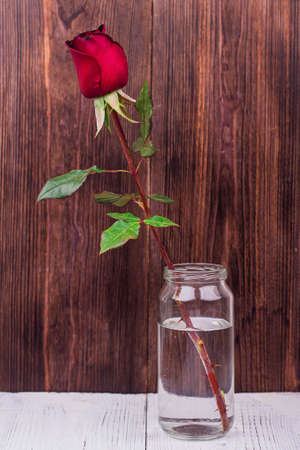 Beautiful blooming red rose flower on wooden backgroundの写真素材