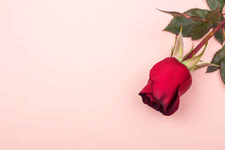 One beautiful red rose lies on a light pink background, copy space, postcards conceptの写真素材