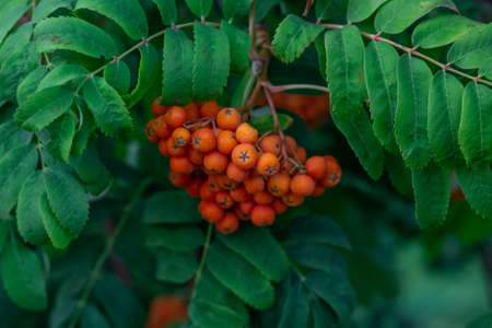 A branch with a bunch of ripe red mountain ash in the foliage close-upの写真素材