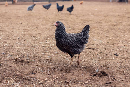 hens walking around the poultry yardの写真素材