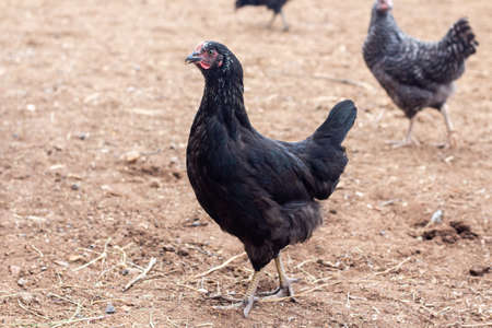 hens walking around the poultry yardの写真素材