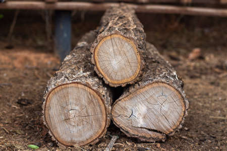 A pile of sawn logs lies on the ground