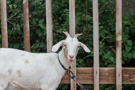 A white goat tied to a fence in the backyardの写真素材