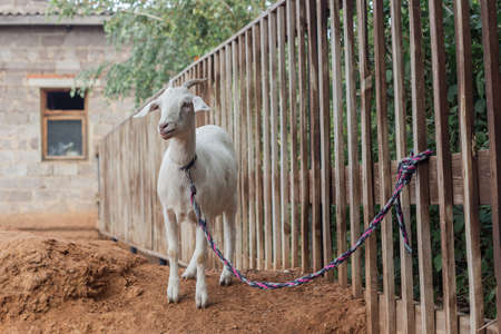 A white goat tied to a fence in the backyardの写真素材