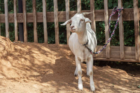 A white goat tied to a fence in the backyardの写真素材