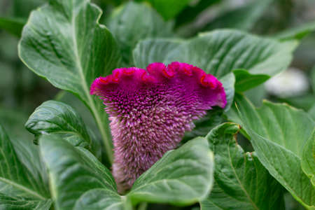 colorful Celosia flower in garden. Close up of pink cockscomb flower