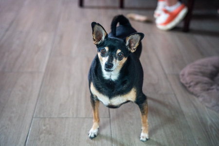 A fat little dog stands on the floor and looks at the cameraの写真素材