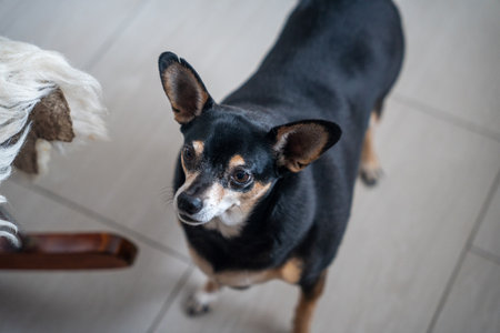 A little dog stands on the floor and looks at the cameraの写真素材