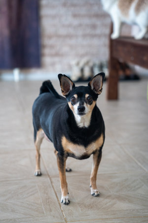 A fat little dog stands on the floor and looks at the cameraの写真素材