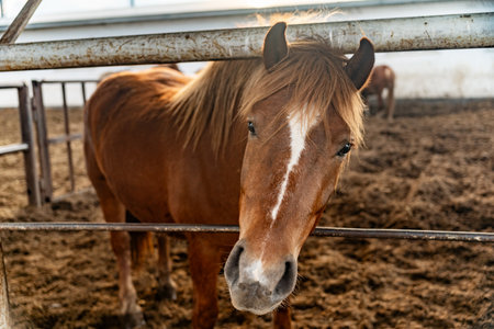 Portrait of a brown horse peeking out of a paddockの写真素材
