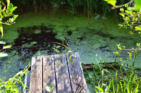 Wooden pier at the swampy water canal near Grabovka, Gomel, Belarus.の写真素材