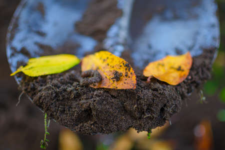 Some dirt with a crawling earthworm and a yellow autumn fallen leaves of a cherry tree laying in a...