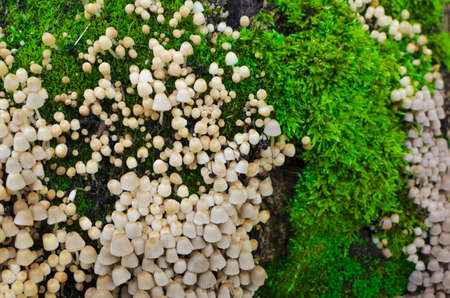 A lot of Coprinellus (Coprinus) disseminatus, aka fairy inkcap and trooping crumble cap on an old stump, covered with juicy green moss with a colorful sprouts. Close-up macro shot.の写真素材