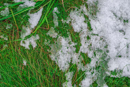 Some ice and snow on a juicy and fresh green spring grass.の写真素材