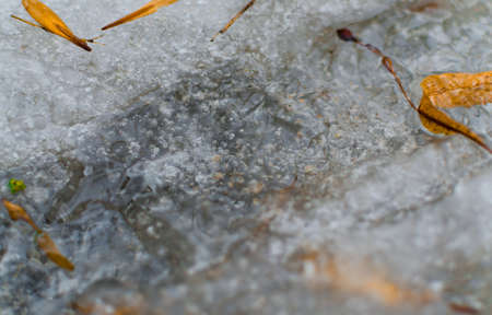 Winter icy stream and yellow leaf on the ice. Close-up maco shot.