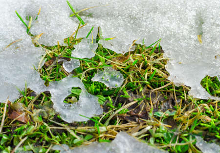 Snow melting on the green leaves in warm spring day under the sunlight.の写真素材