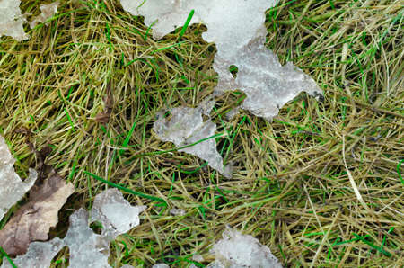 Melting snow on a spring grass under the sunlight. Macro shot.の写真素材