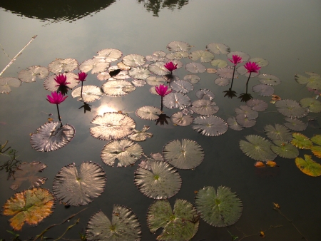 Lotus flowers on water in Ayutthaya temple の写真素材