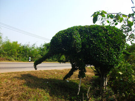 The elephant tree の写真素材