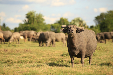 Thai buffalo at Pa Sak Dam in Lopburi, Thailandの写真素材