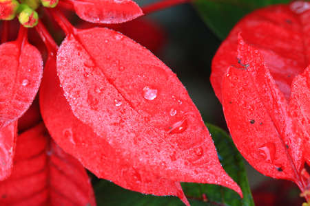 Water Drops On Red Leafの写真素材