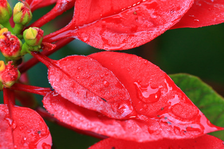 Water Drops On Red Leafの写真素材
