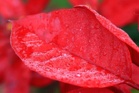 Water Drops On Red Leafの写真素材